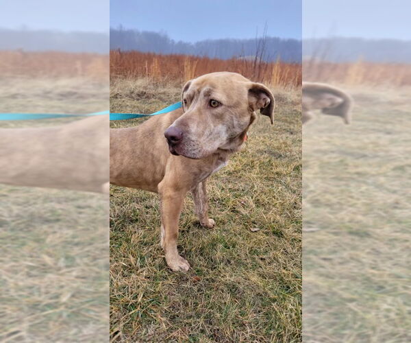 Medium Photo #8 Labrador Retriever-Unknown Mix Puppy For Sale in Doylestown, PA, USA