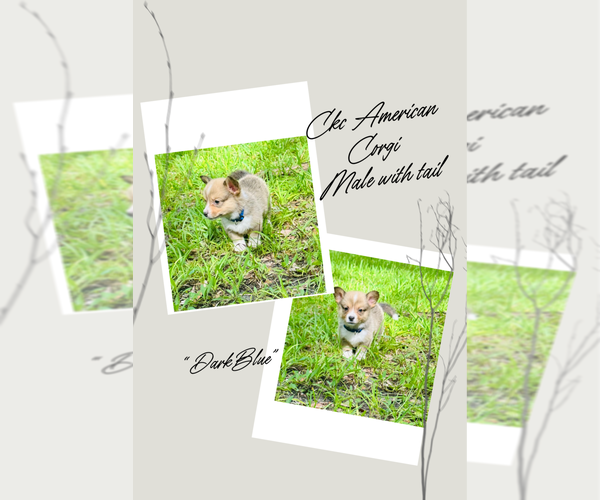 Medium Photo #1 American Corgi Puppy For Sale in INGLIS, FL, USA