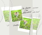 Image preview for Ad Listing. Nickname: Blue