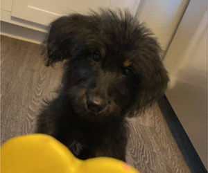 Alaskan Malamute-Poodle (Standard) Mix Puppy for sale in SCOTTSDALE, AZ, USA