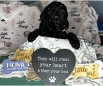 Puppy Loretta Goldendoodle
