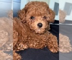 Small Photo #1 Poodle (Toy) Puppy For Sale in CHESTERFIELD, VA, USA