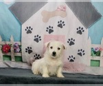 Small Photo #2 West Highland White Terrier Puppy For Sale in WARSAW, IN, USA