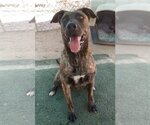 Small #13 Mastiff Mix