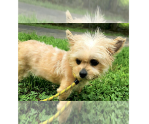 Baby Doll (GA) - Female Bichon Frise-Unknown Mix Dog for Adoption - Photo #8