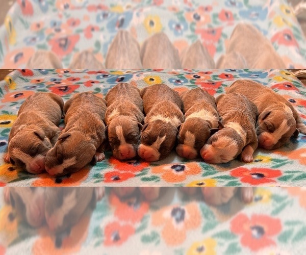Medium Photo #1 American Bully Puppy For Sale in SALEM, IL, USA