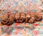 Small Photo #1 American Bully Puppy For Sale in SALEM, IL, USA