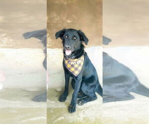 Labrador Retriever-Unknown Mix Dogs for adoption in San Diego, CA, USA