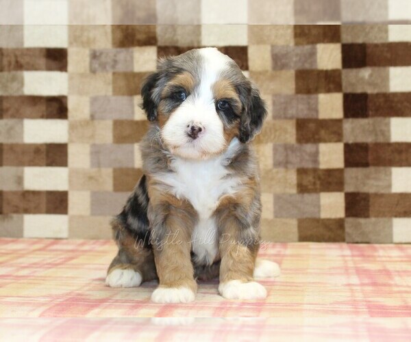 Medium Photo #3 Bernedoodle (Miniature) Puppy For Sale in DENVER, PA, USA