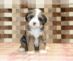 Small #2 Bernedoodle (Miniature)