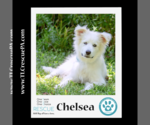 Small Photo #4 Great Pyrenees Puppy For Sale in Kimberton, PA, USA