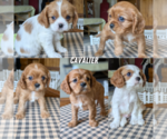 Small Cavalier King Charles Spaniel