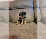 Small Photo #11 Yorkshire Terrier Puppy For Sale in NORTHGLENN, CO, USA