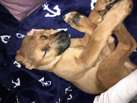 Medium Photo #1 German Shepherd Dog-Vizsla Mix Puppy For Sale in SOUTH WINDSOR, CT, USA