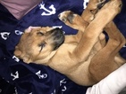 Small Photo #1 German Shepherd Dog-Vizsla Mix Puppy For Sale in SOUTH WINDSOR, CT, USA