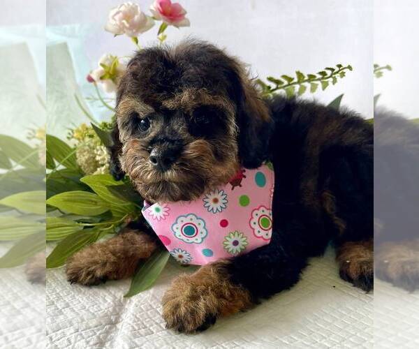 Medium Photo #13 Schnoodle (Miniature) Puppy For Sale in SYLVANIA, GA, USA