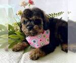 Small #2 Schnoodle (Miniature)