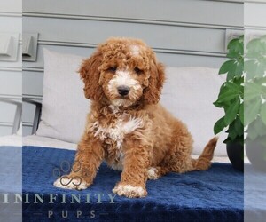 Goldendoodle Puppy for sale in NARVON, PA, USA
