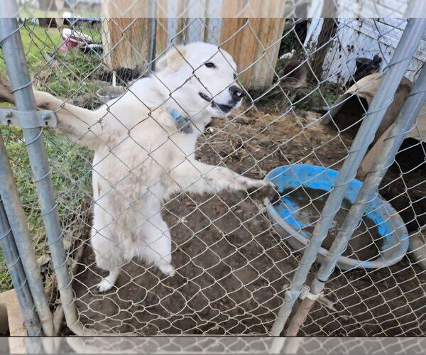 Medium Photo #2 Border-Aussie Puppy For Sale in Aurora, IN, USA