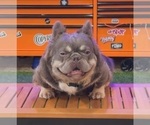 Small Photo #1 French Bulldog Puppy For Sale in MIAMI, FL, USA