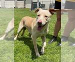 Small Labrador Retriever Mix