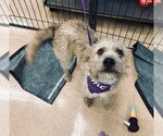 Small #1 Mutt