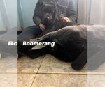 Small #10 Mastiff Mix