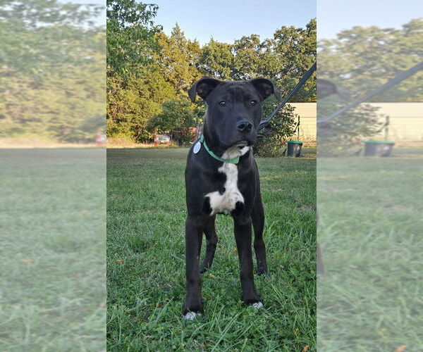 Medium Photo #4 American Staffordshire Terrier-Labrador Retriever Mix Puppy For Sale in Foristell, MO, USA