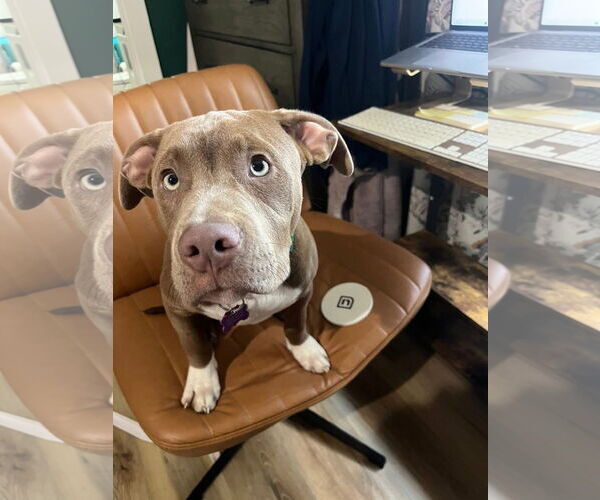 Medium Photo #2 American Pit Bull Terrier-Unknown Mix Puppy For Sale in New London, WI, USA