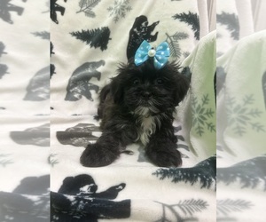 Mal-Shi Puppy for sale in RANDOLPH, MA, USA