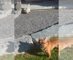 Small #3 French Bulldog