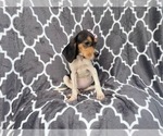 Small #12 Black Mouth Cur-Treeing Walker Coonhound Mix