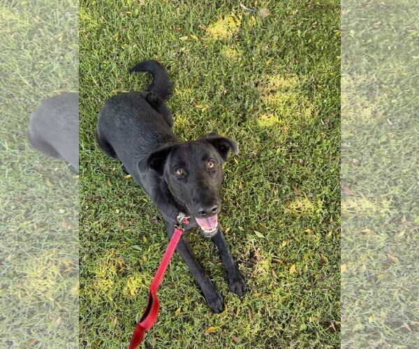 Medium Photo #2 Labrador Retriever-Unknown Mix Puppy For Sale in San Diego, CA, USA
