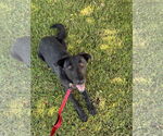 Small #1 Labrador Retriever Mix