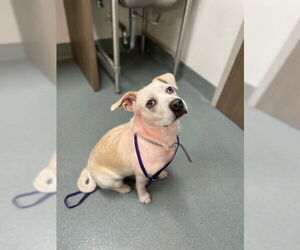 American Pit Bull Terrier-Unknown Mix Dogs for adoption in Baytown, TX, USA