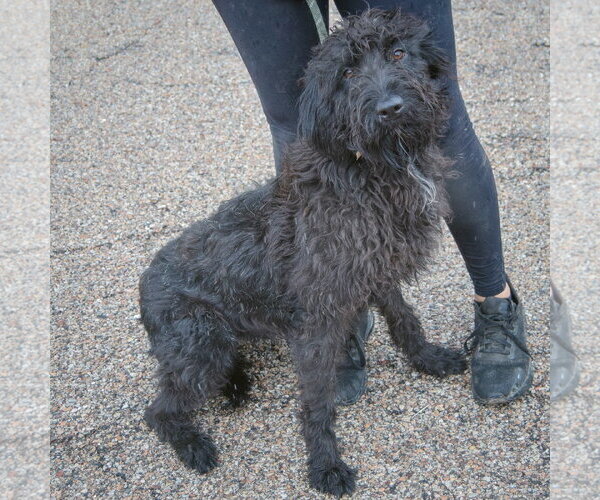Medium Photo #2 Irish Wolfhound-Unknown Mix Puppy For Sale in Huntley, IL, USA