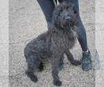 Small #1 Irish Wolfhound Mix
