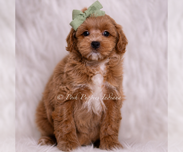 Medium Photo #3 Maltipoo (Toy) Puppy For Sale in WARSAW, IN, USA