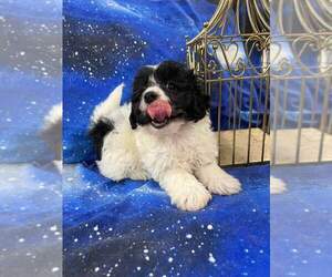 Shih-Poo Puppy for sale in INDIANAPOLIS, IN, USA