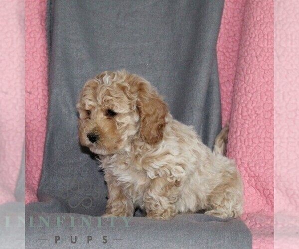 Medium Photo #4 Poodle (Miniature) Puppy For Sale in KIRKWOOD, PA, USA