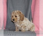 Small #3 Poodle (Miniature)