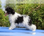 Small #18 Poodle (Toy)