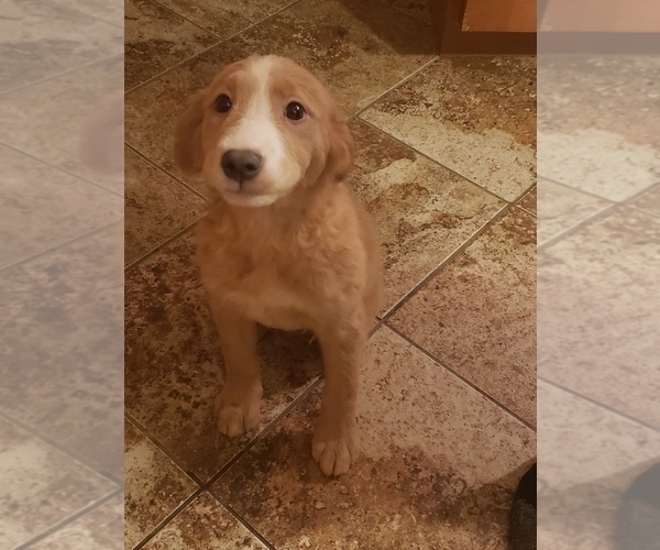 Medium Photo #2 Labrador Retriever Puppy For Sale in STOUGHTON, MA, USA