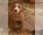 Small Photo #2 Labrador Retriever Puppy For Sale in STOUGHTON, MA, USA