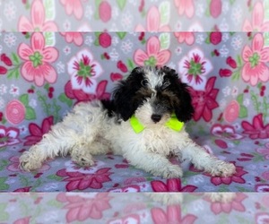 Poodle (Miniature) Puppy for sale in LANCASTER, PA, USA