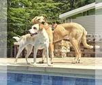 Small #3 Anatolian Shepherd-Labrador Retriever Mix