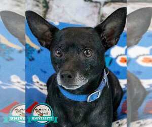 Jack Chi Dogs for adoption in Kennesaw, GA, USA
