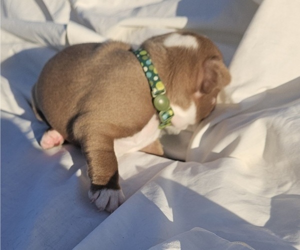 Medium Photo #1 Boston Terrier Puppy For Sale in BERYL, UT, USA