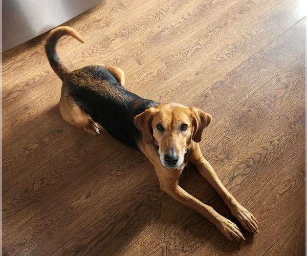Medium Photo #20 Mutt Puppy For Sale in Oakhurst, NJ, USA