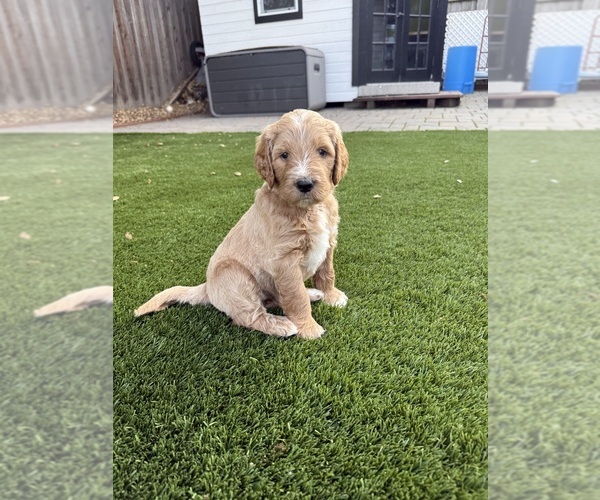 Medium Photo #1 Goldendoodle Puppy For Sale in OAKLAND, CA, USA